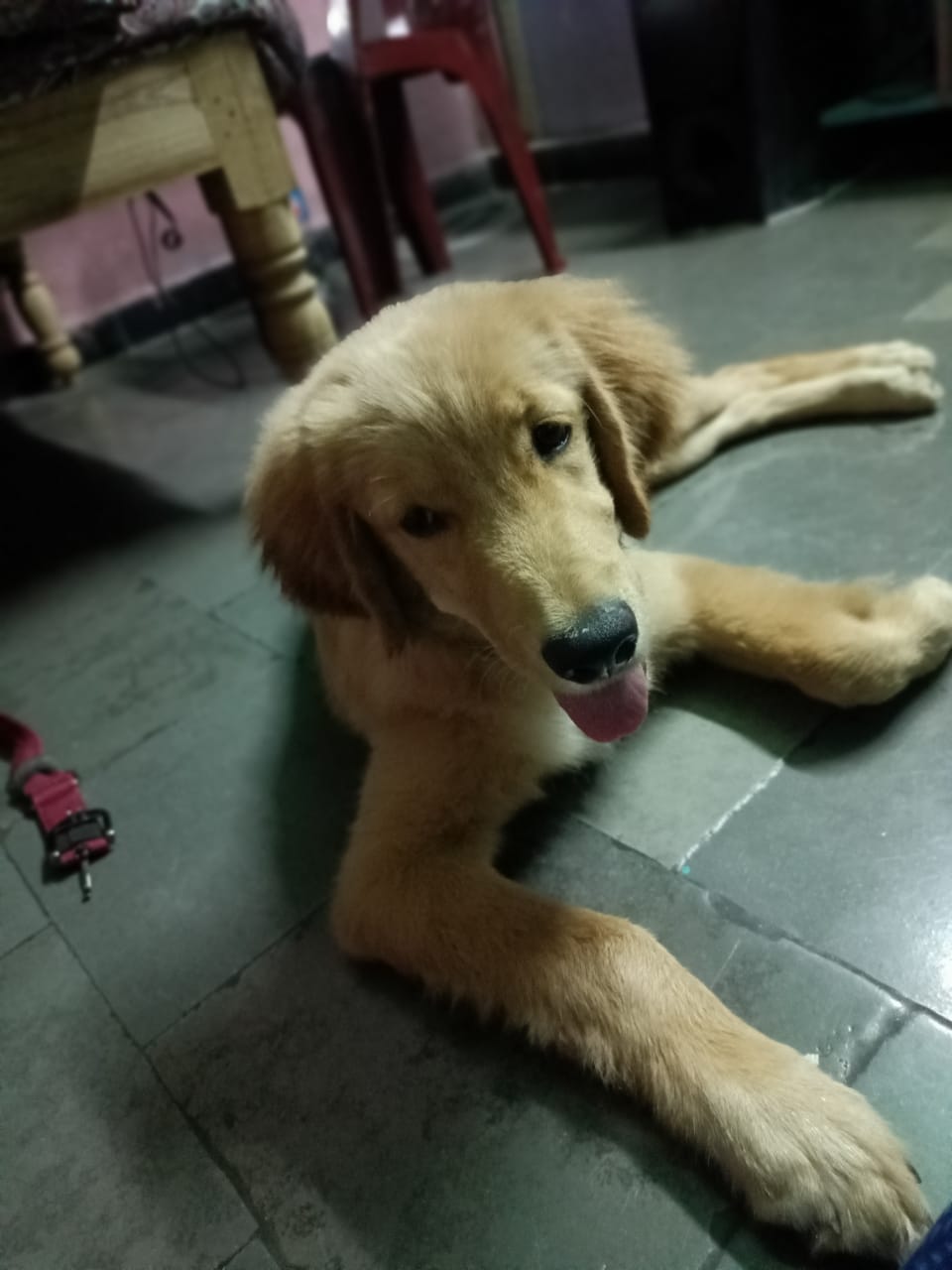 For Pure Breed Golden Retriever Male 6 months old	