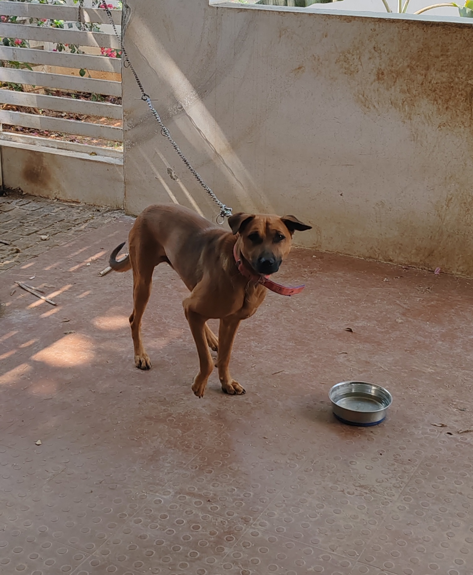 Kombai Male dog for Sale in Bangalore