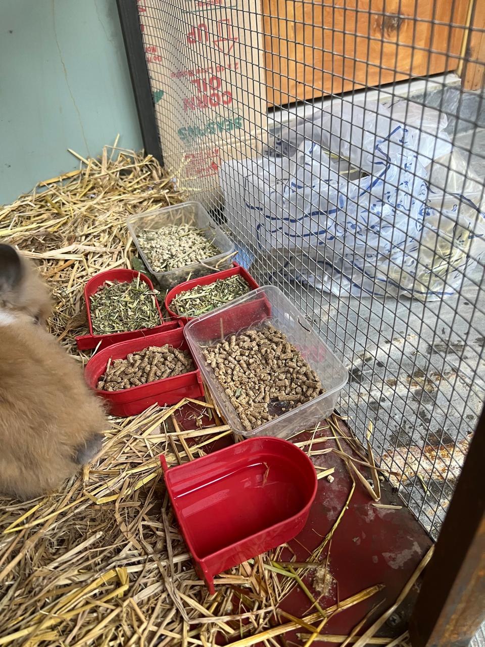 Rabbit teddy bears dwarf with cage pairs 