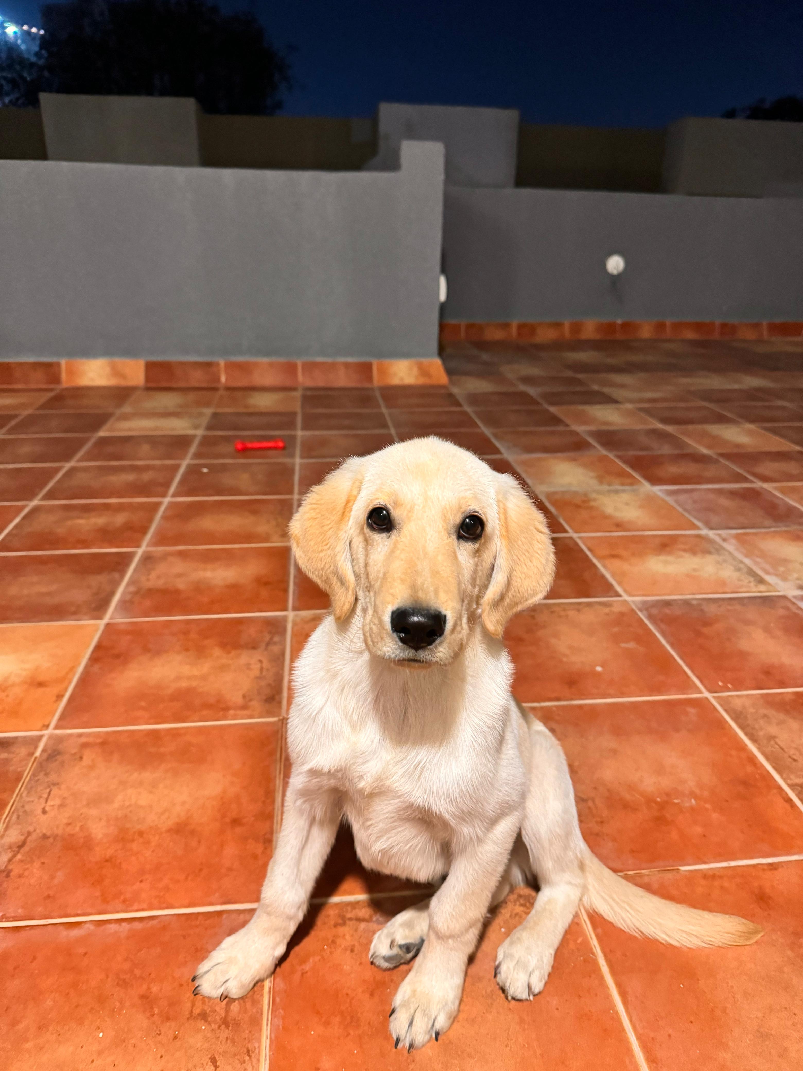 6month labrador pup for sale