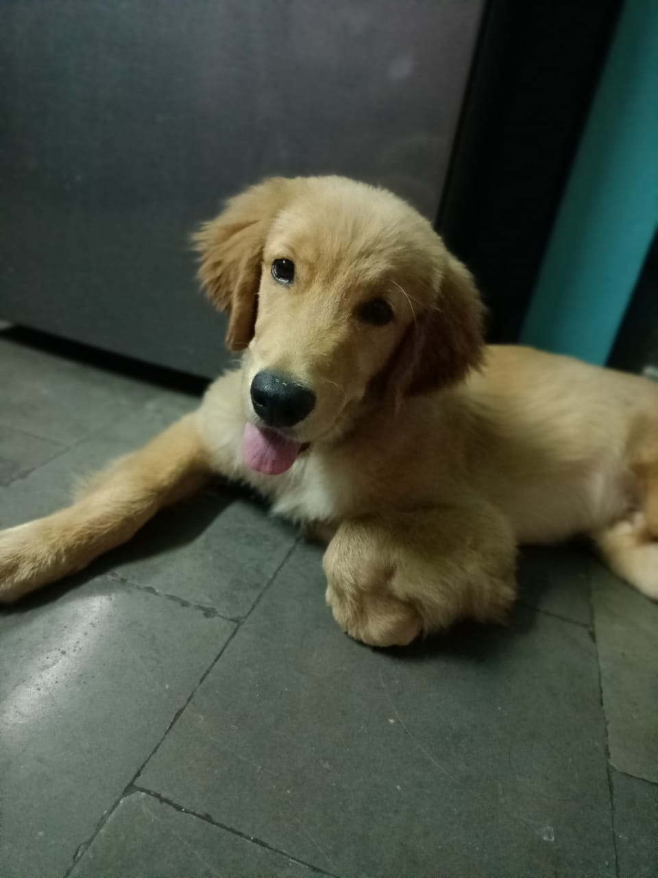 For Pure Breed Golden Retriever Male 6 months old	