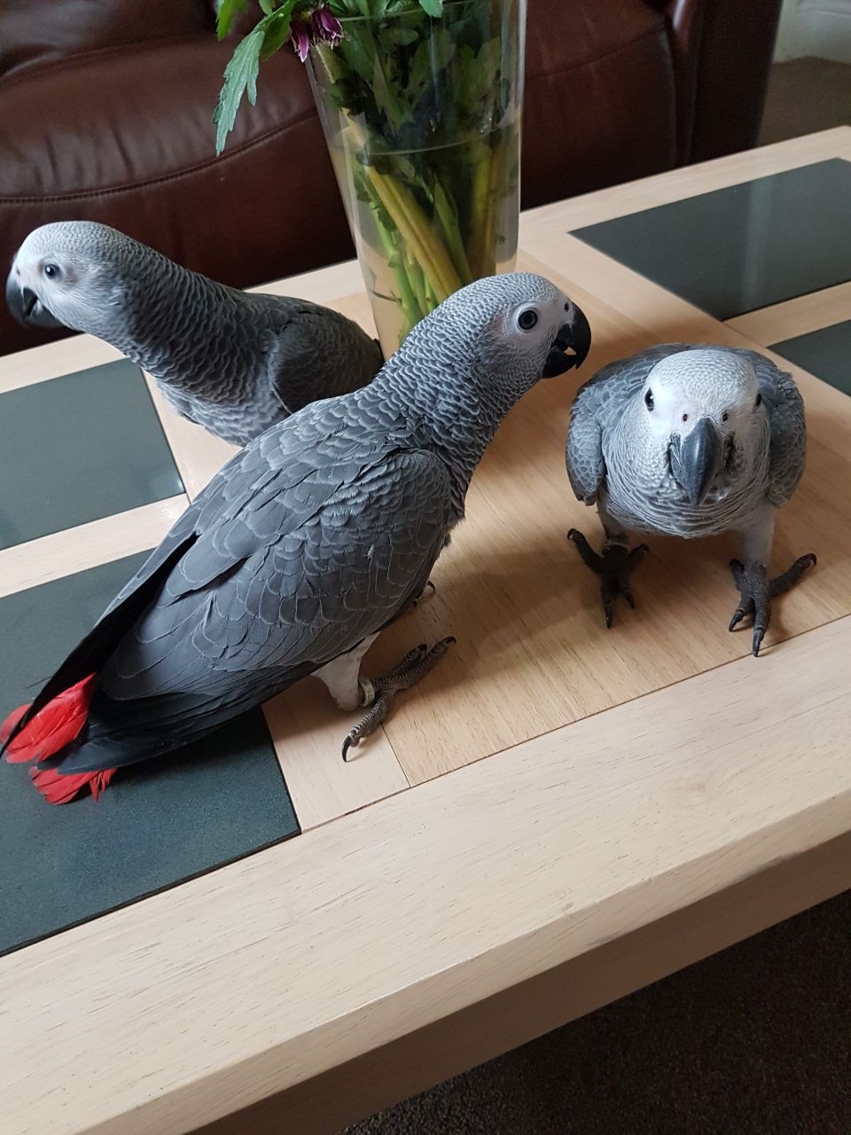 congo African Grey Psittacus erithacus Parrots for sale @Chennai 