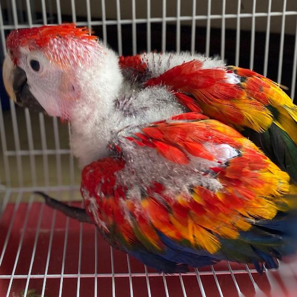 Macau parrot available home delivery 7860996935