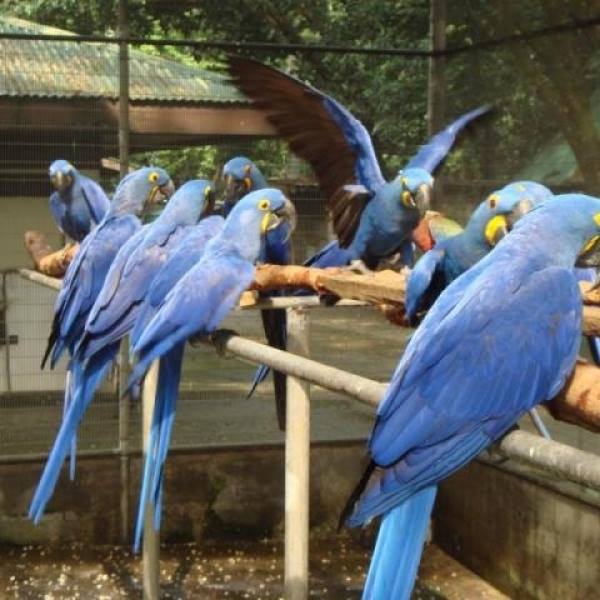 Hyacinth macaws Anodorhynchus hyacinthinus for sale @india whats-app +447361628210