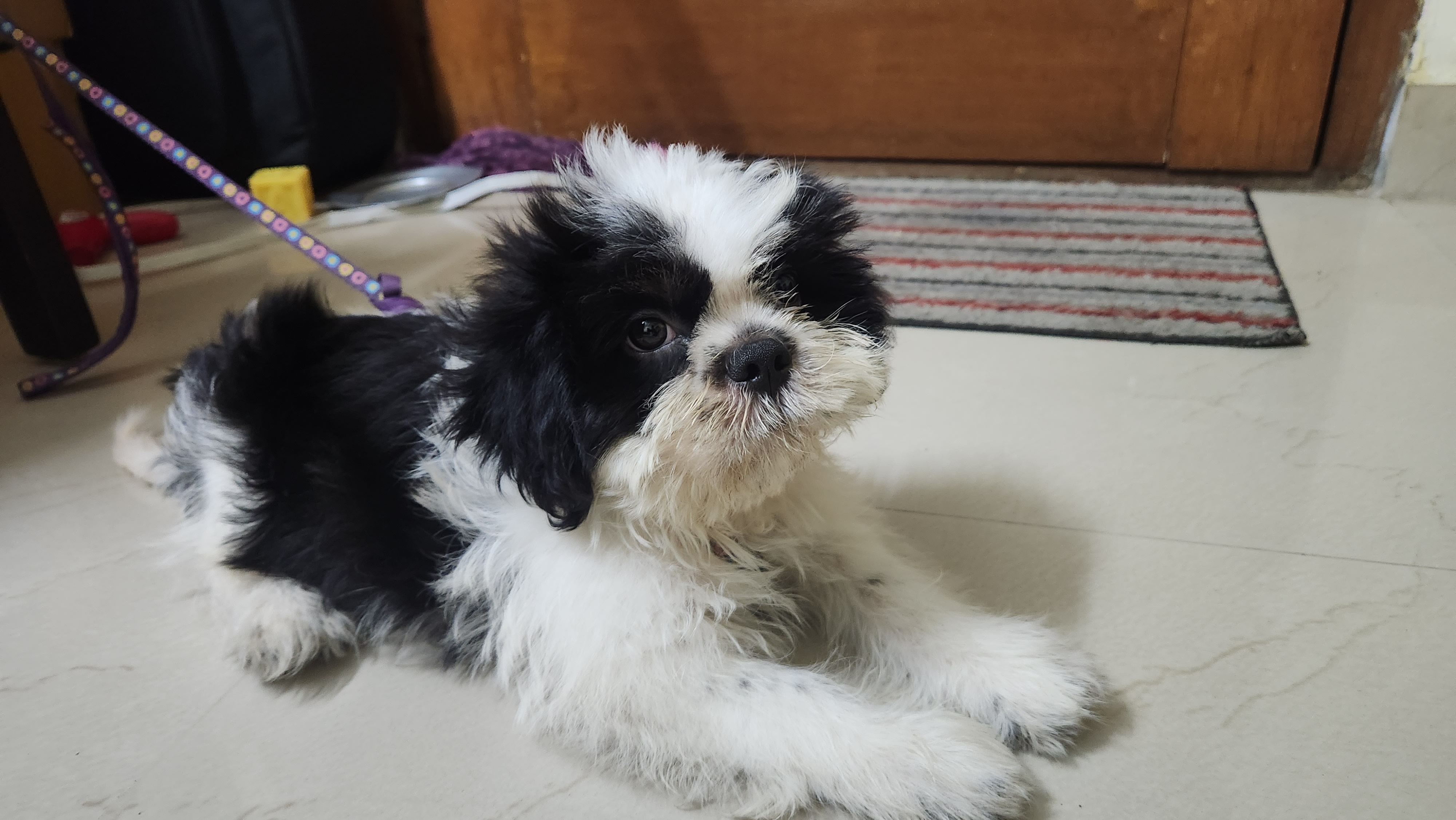 2 Months Old Shinshu for sale 