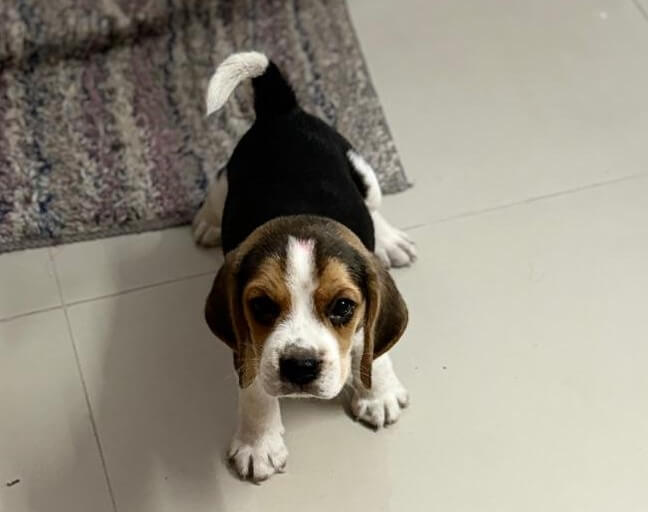 Beagle For Sell