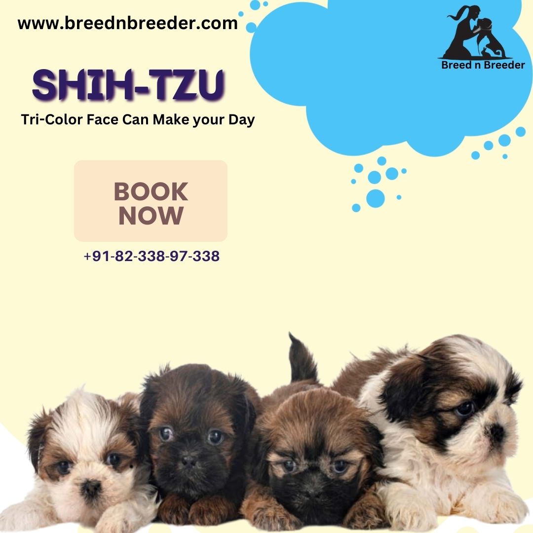 Breed n Breeder : Where can I buy Shih Tzu in Mumbai?