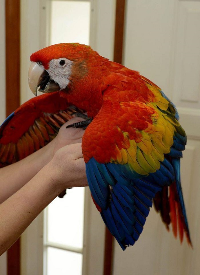 Macau parrot home delivery 7860996935