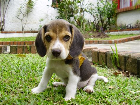 Beagle for Sales