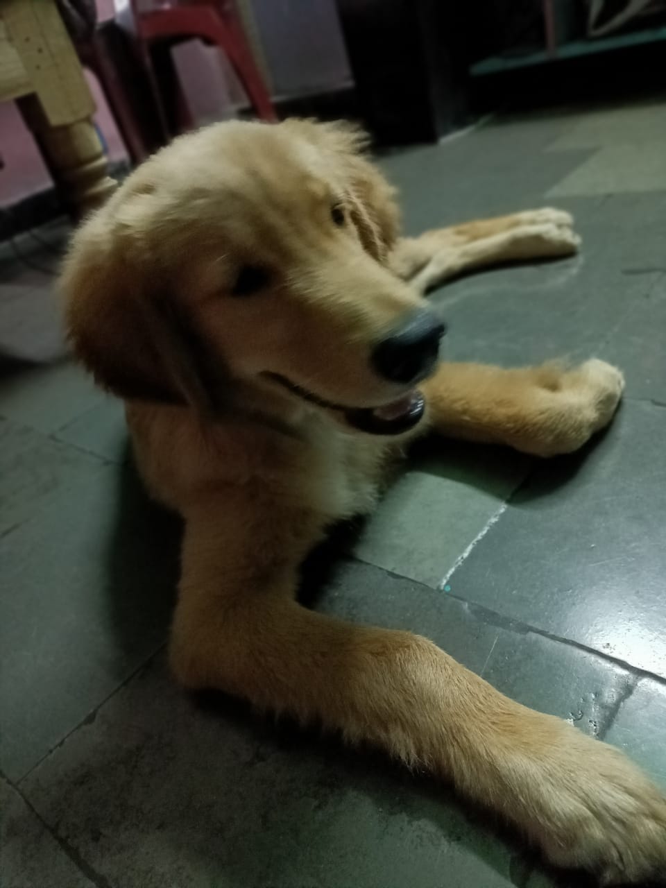 For Pure Breed Golden Retriever Male 6 months old	