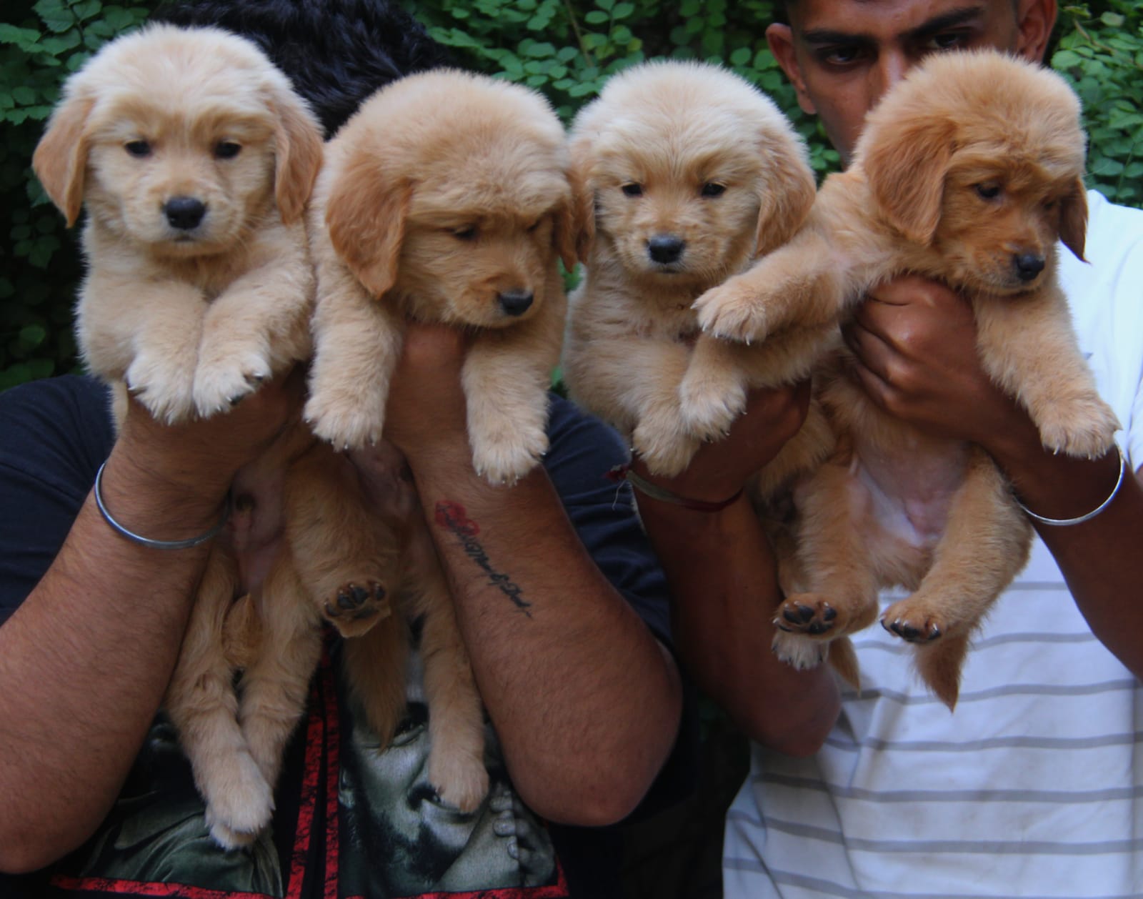 Pet image – gallery view