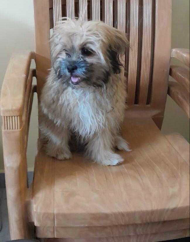 Pet image – gallery view