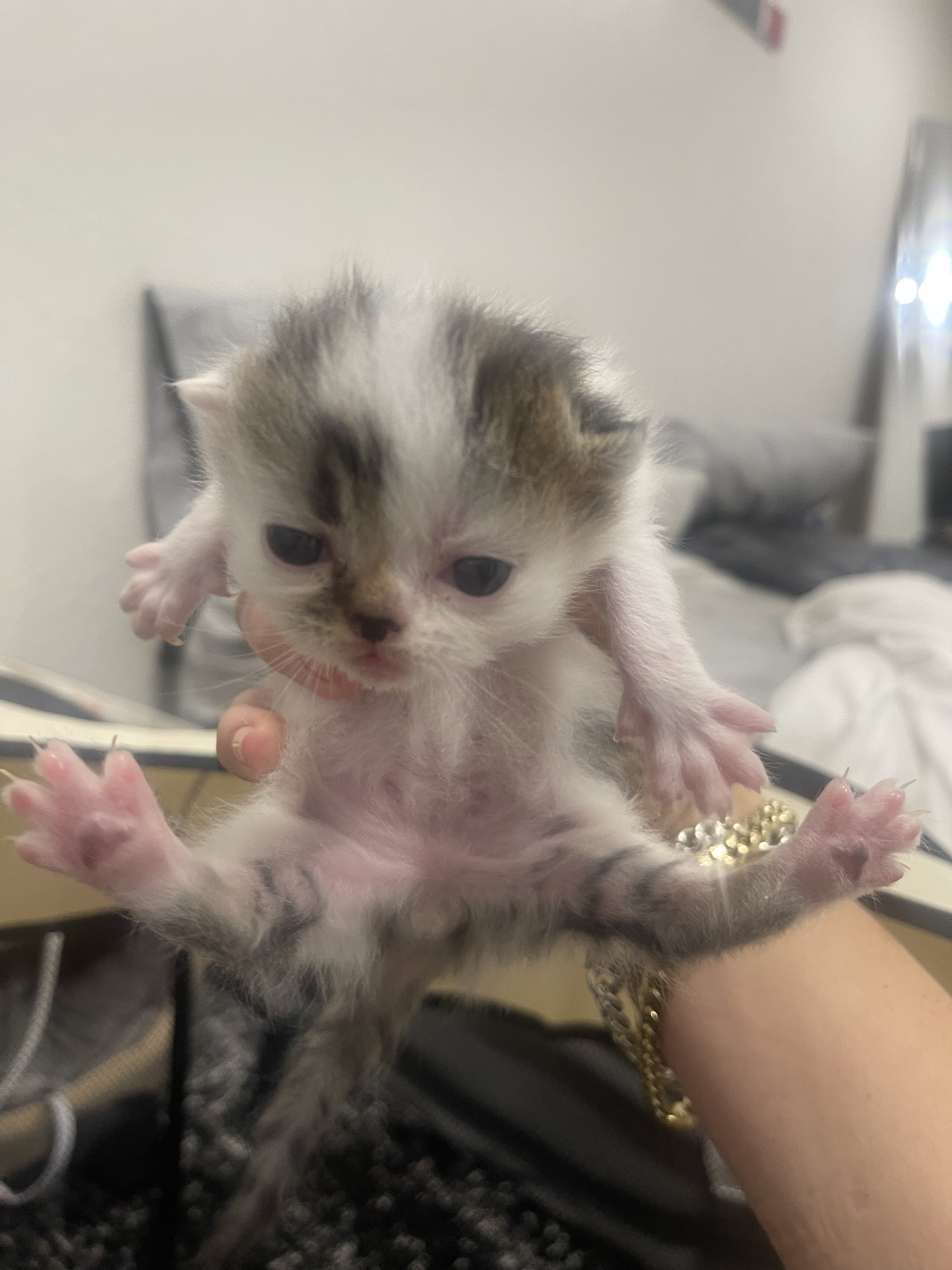 Pet image – gallery view