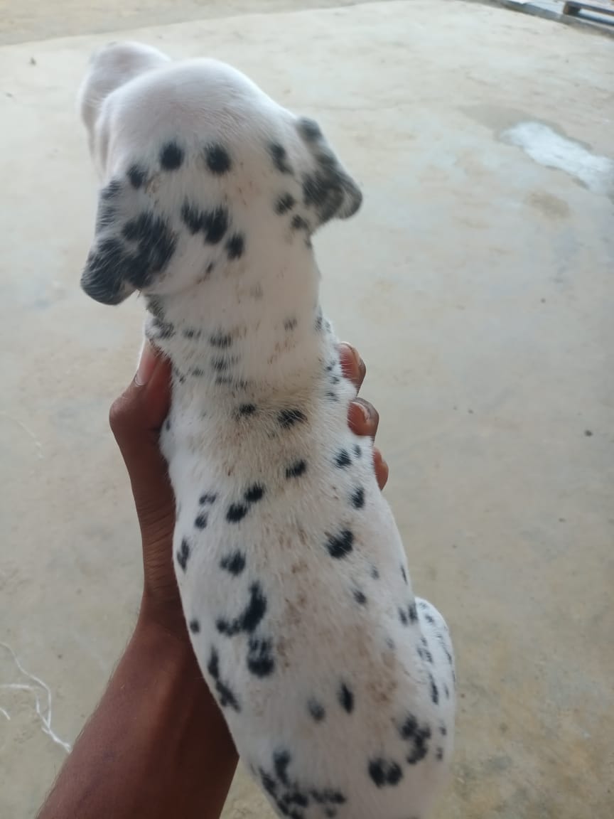 Pet image – gallery view