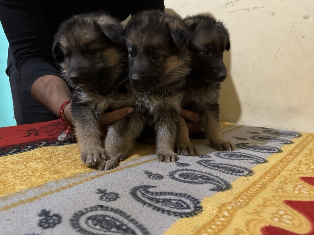 Pet image – gallery view