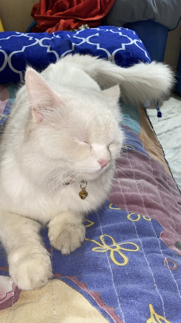 Pet image – gallery view