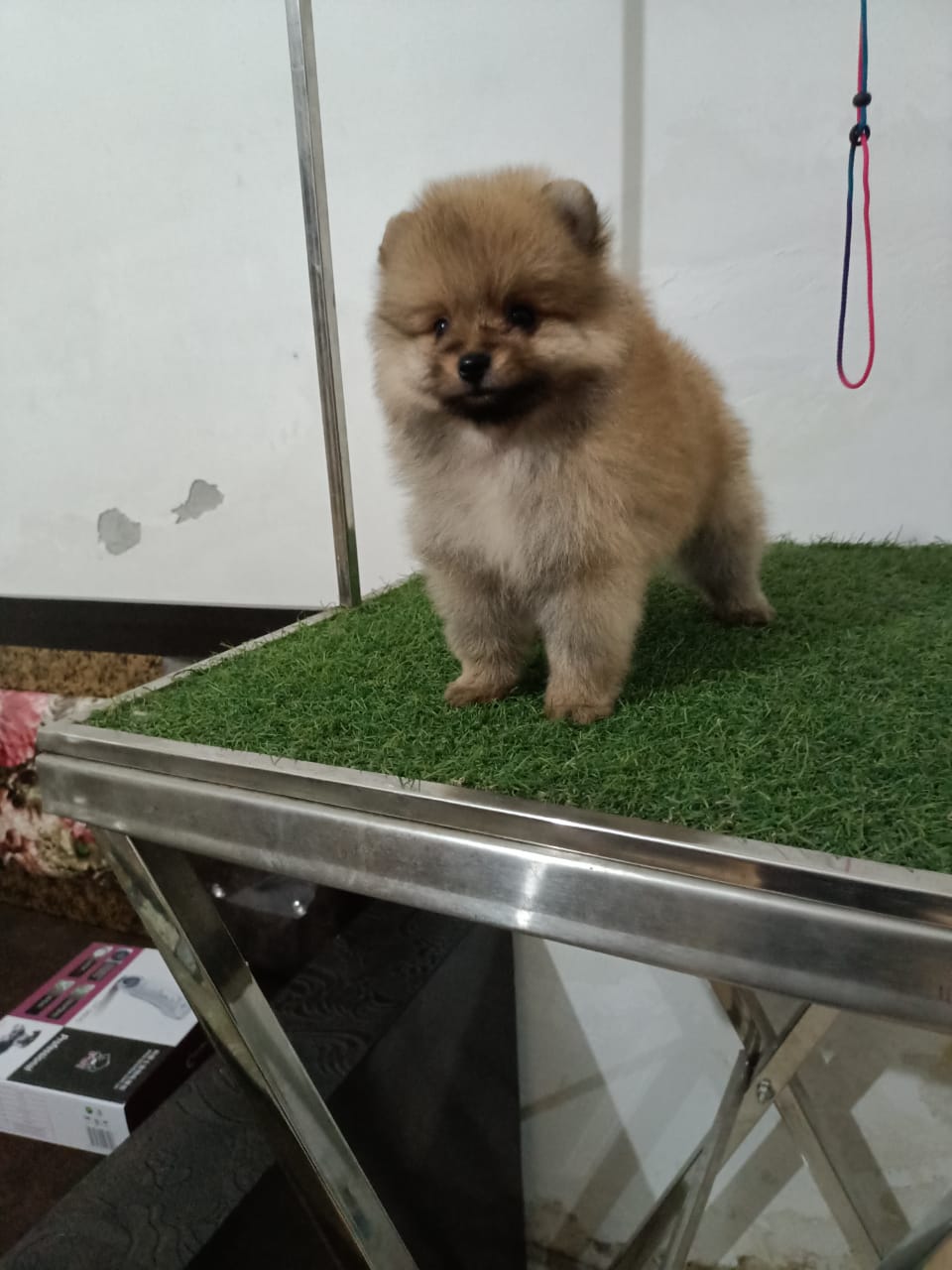 Pet image – gallery view