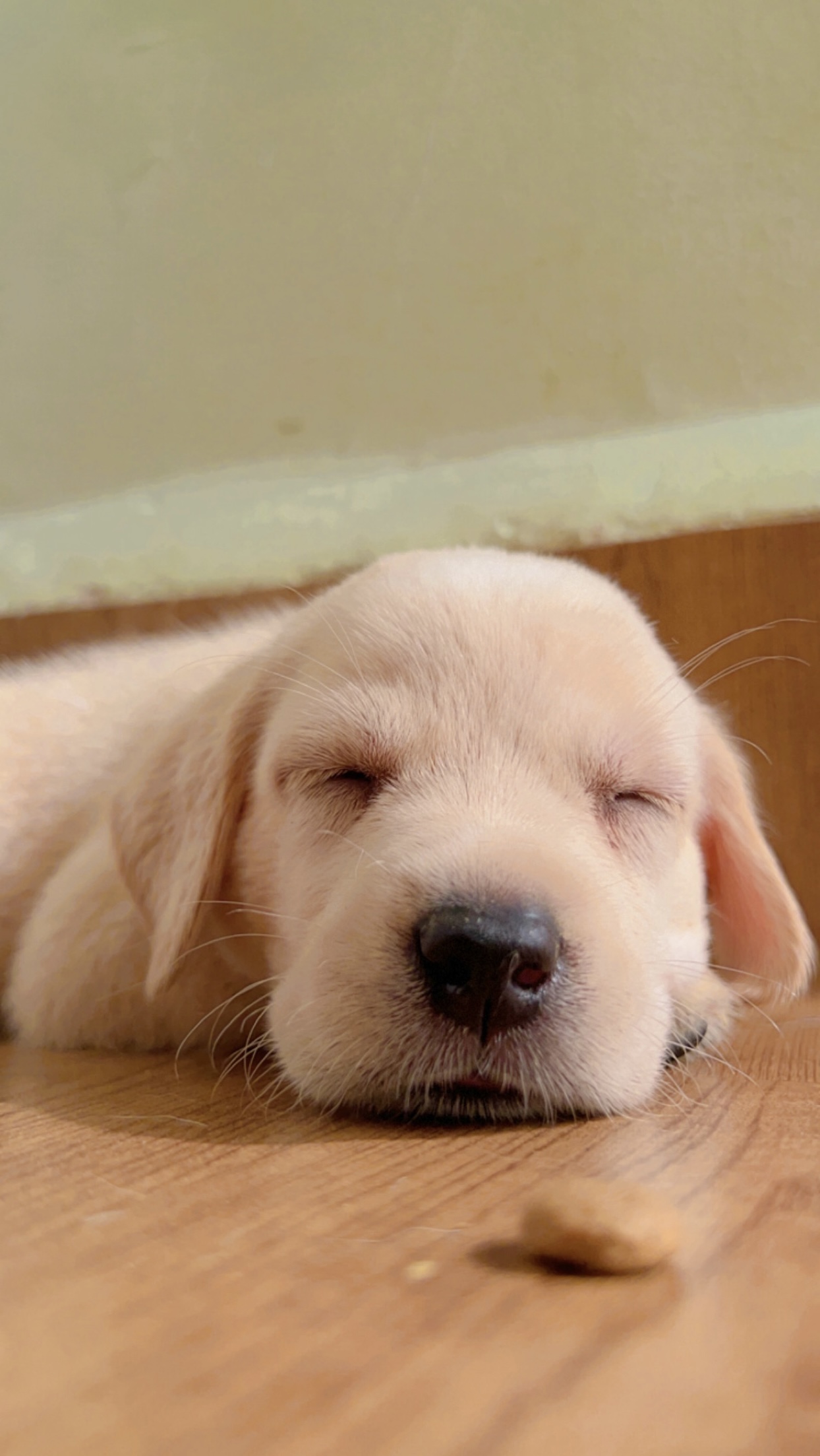 Pet image – gallery view