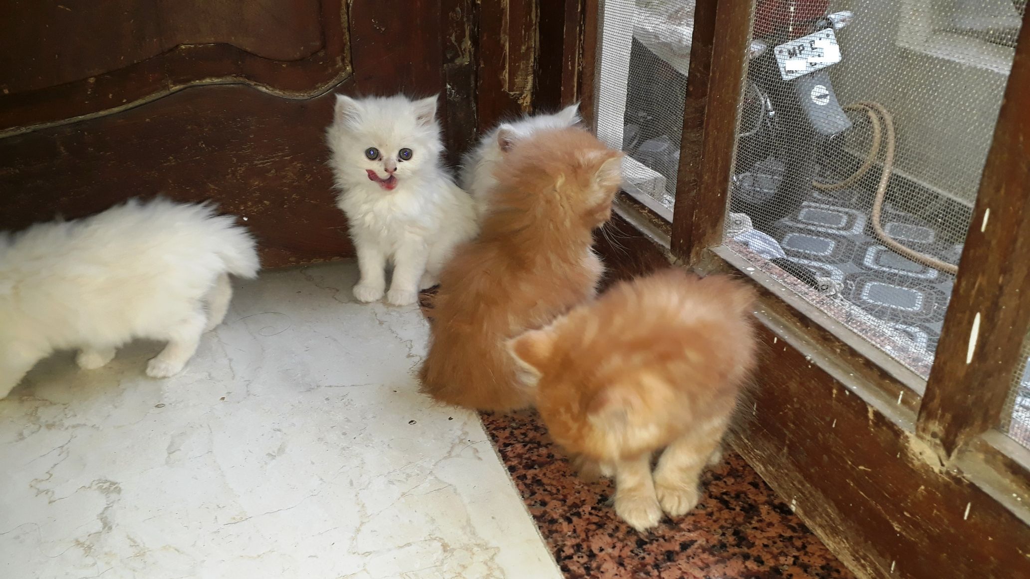 Pet image – gallery view