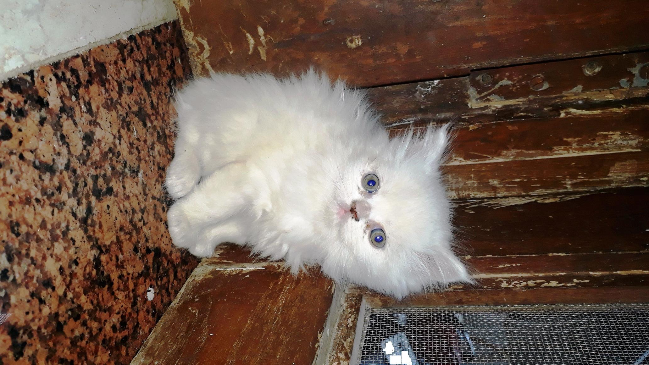 Pet image – gallery view