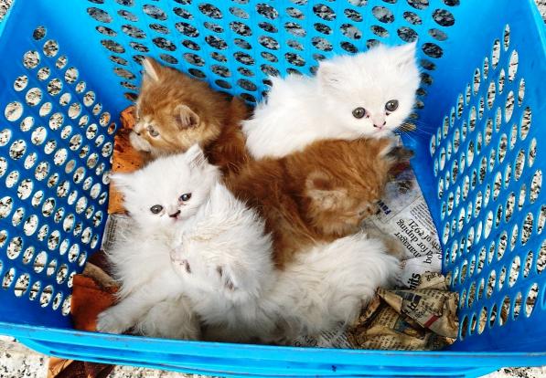 Pet image – gallery view