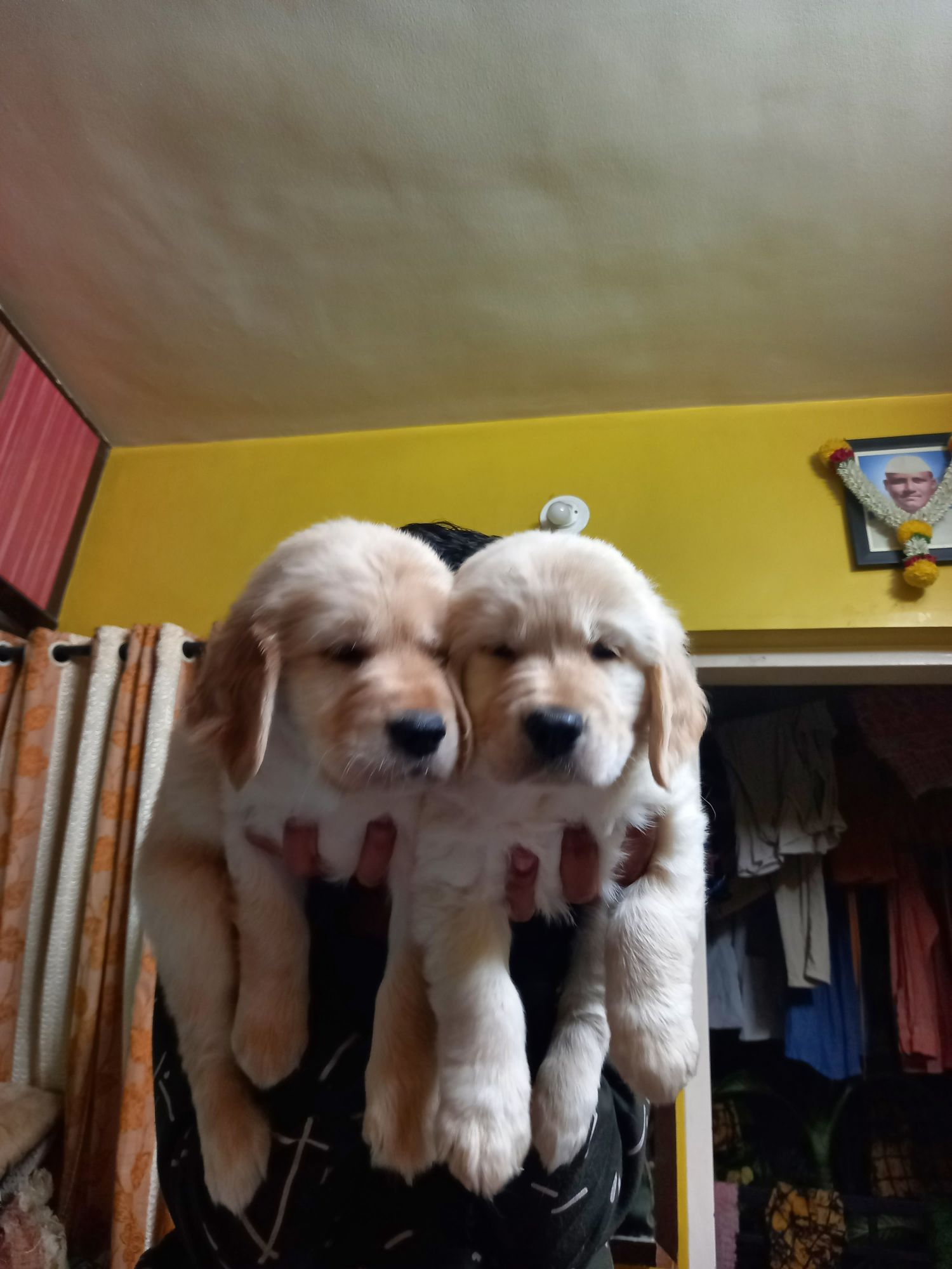 Pet image – gallery view