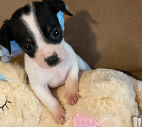 Pet image – gallery view