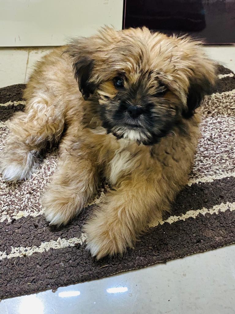 Pet image – gallery view