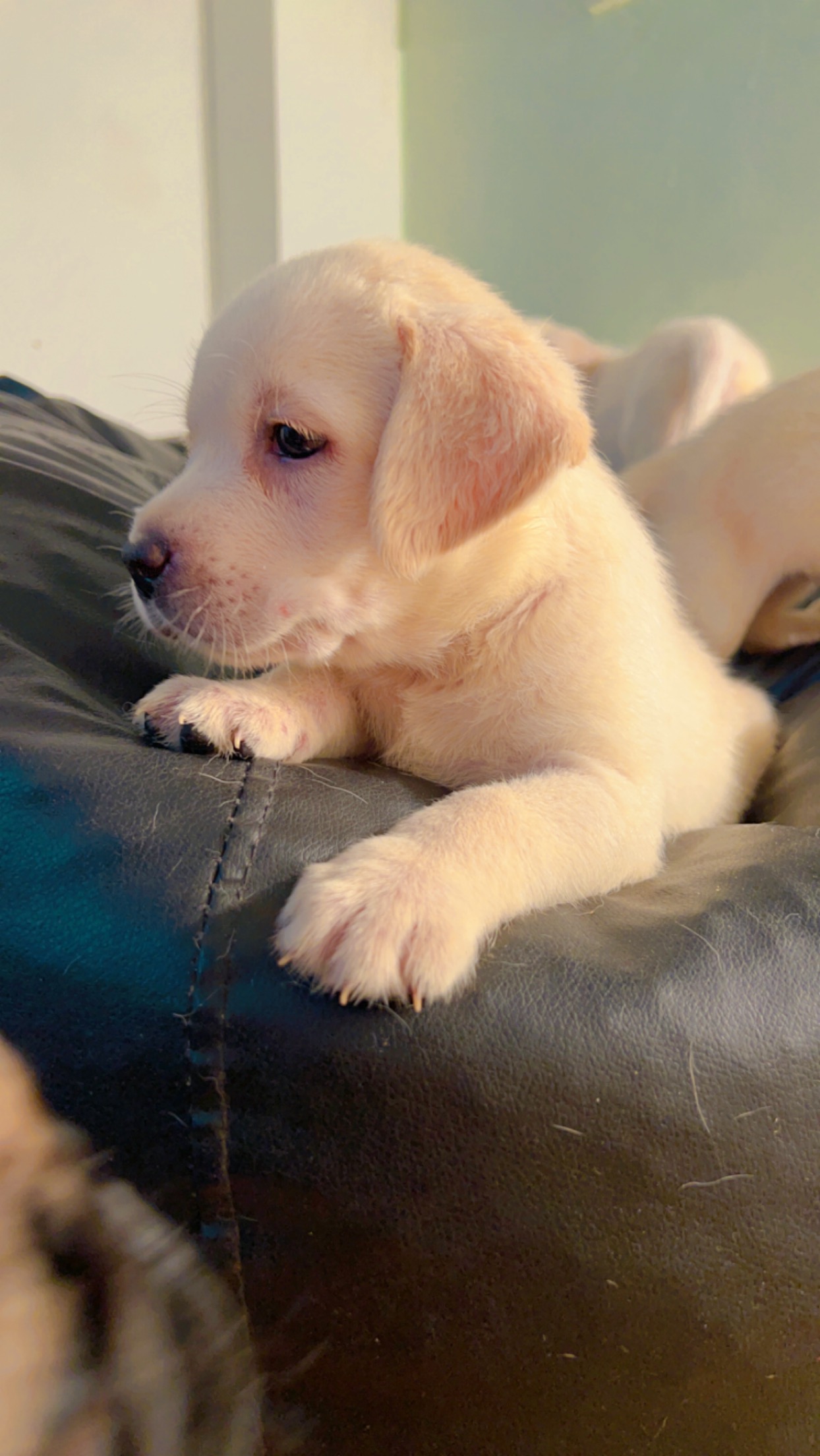 Pet image – gallery view