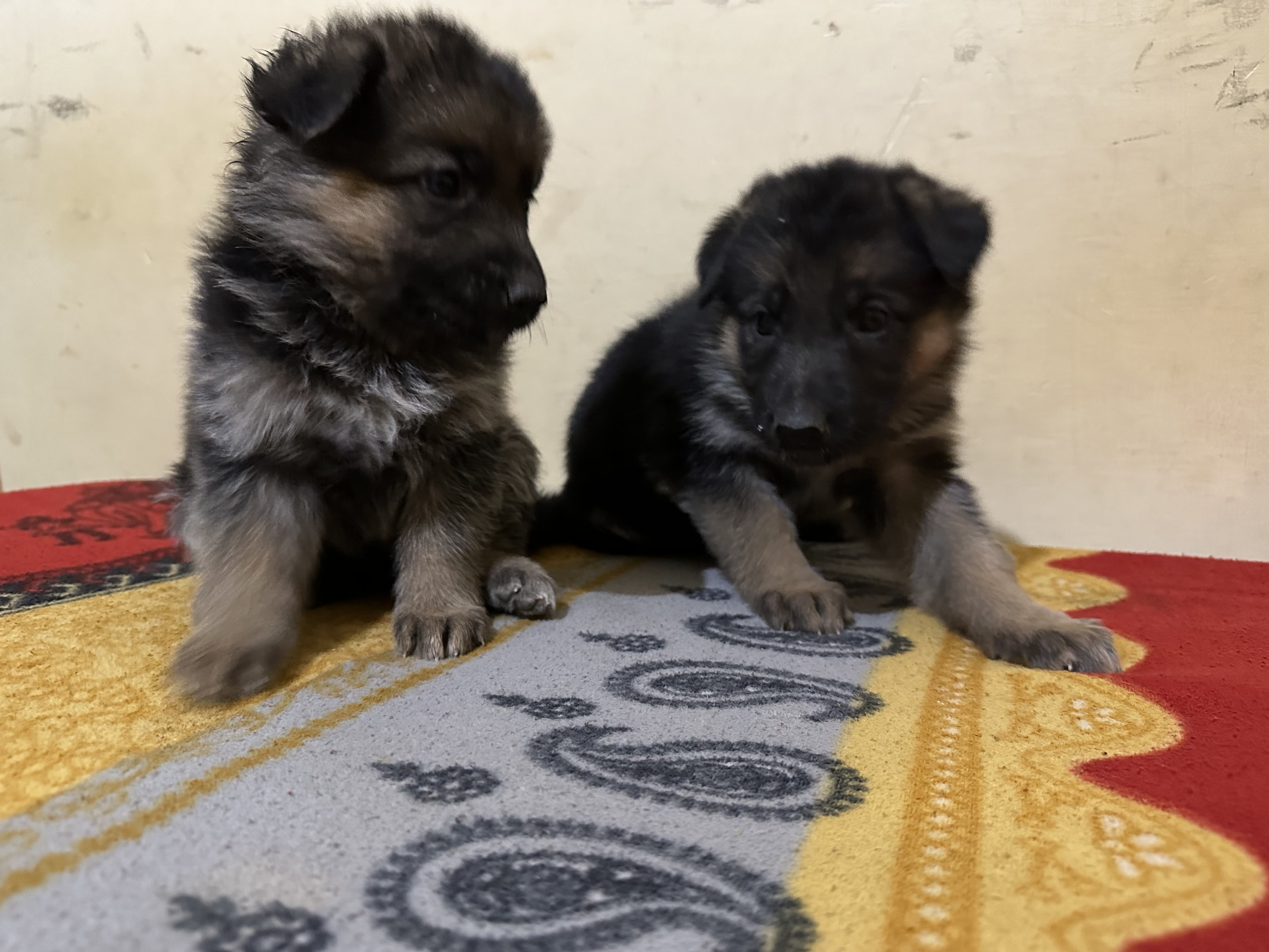 Pet image – gallery view