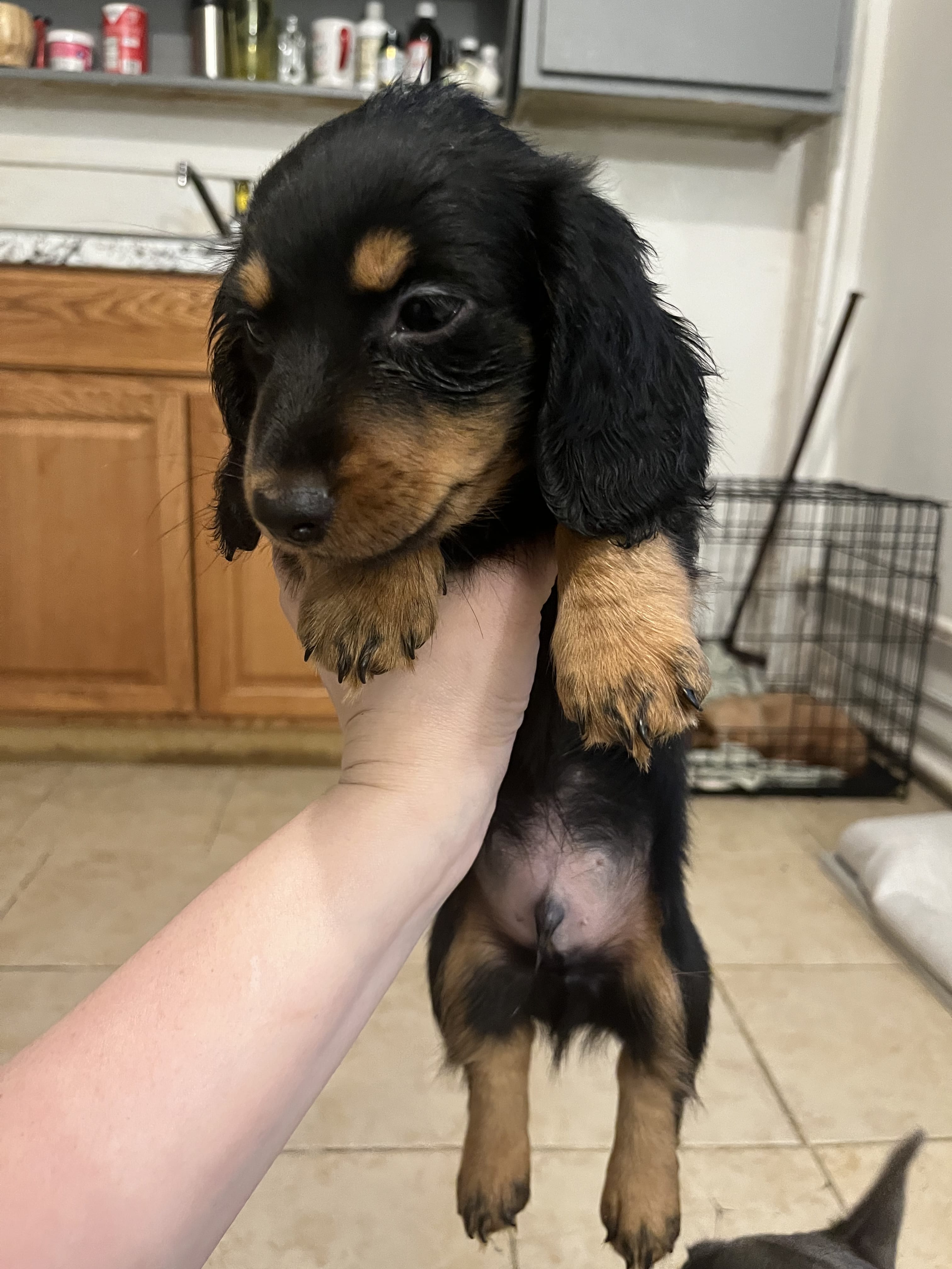 Pet image – gallery view