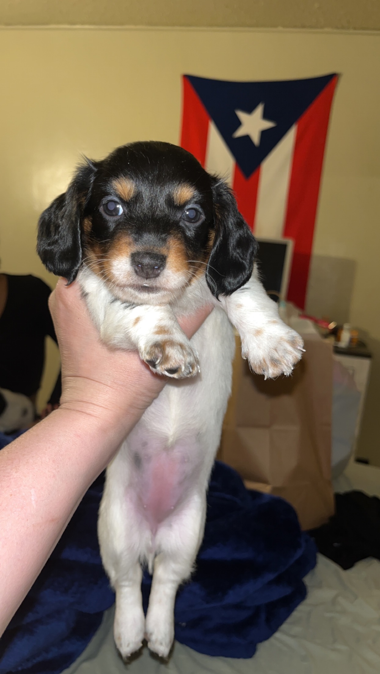 Pet image – gallery view