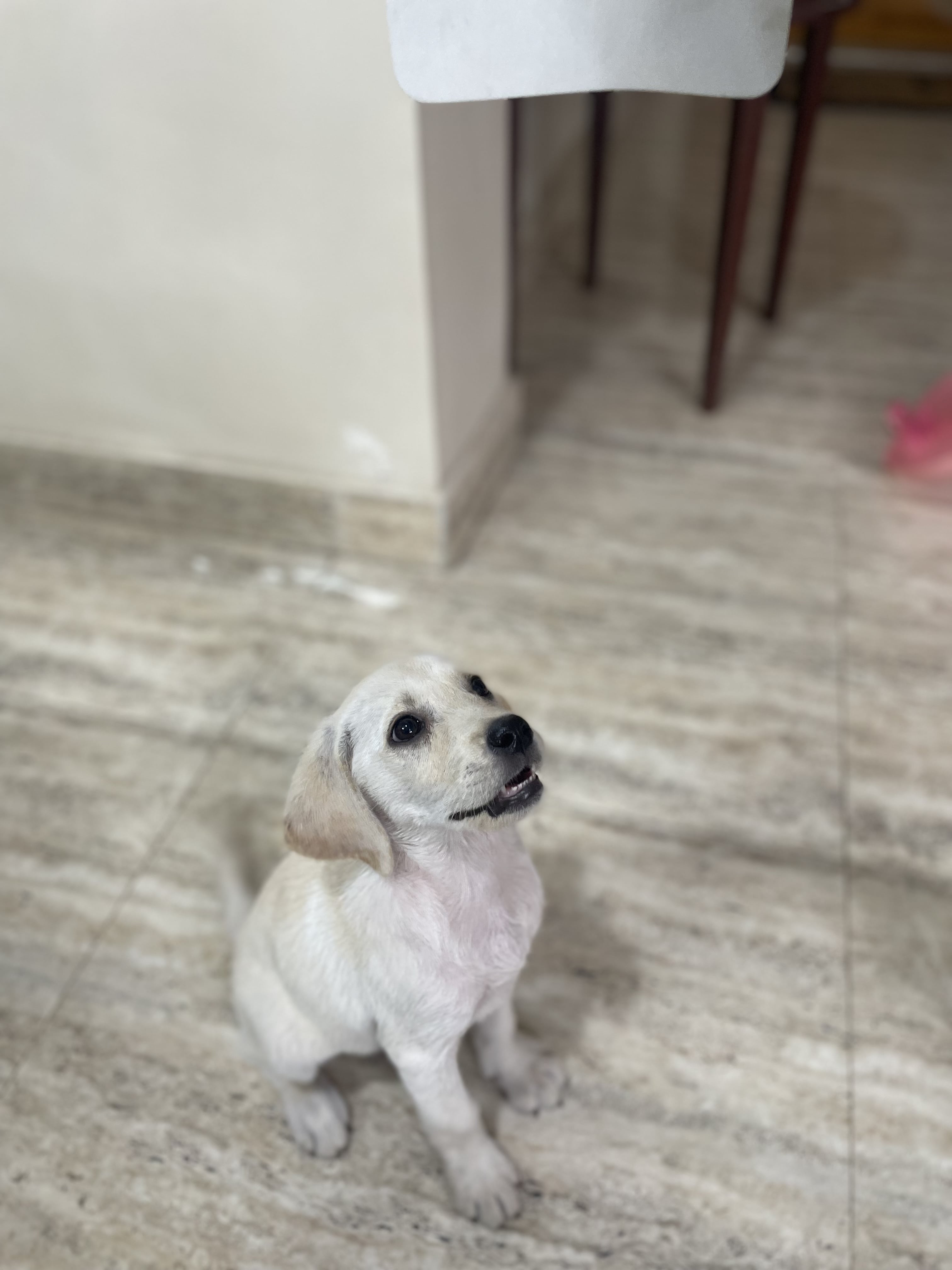 Pet image – gallery view