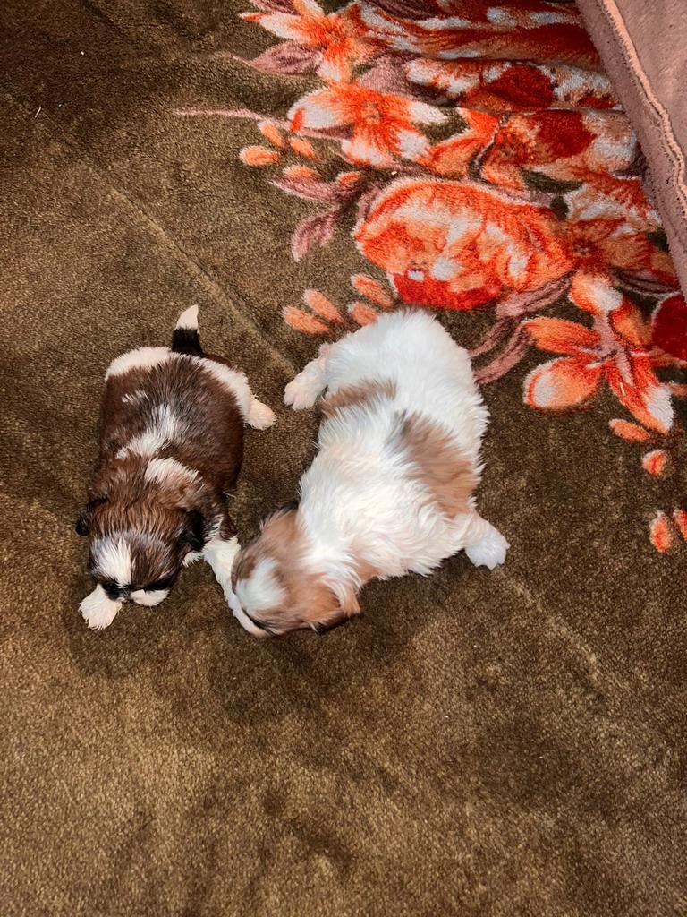 Pet image – gallery view