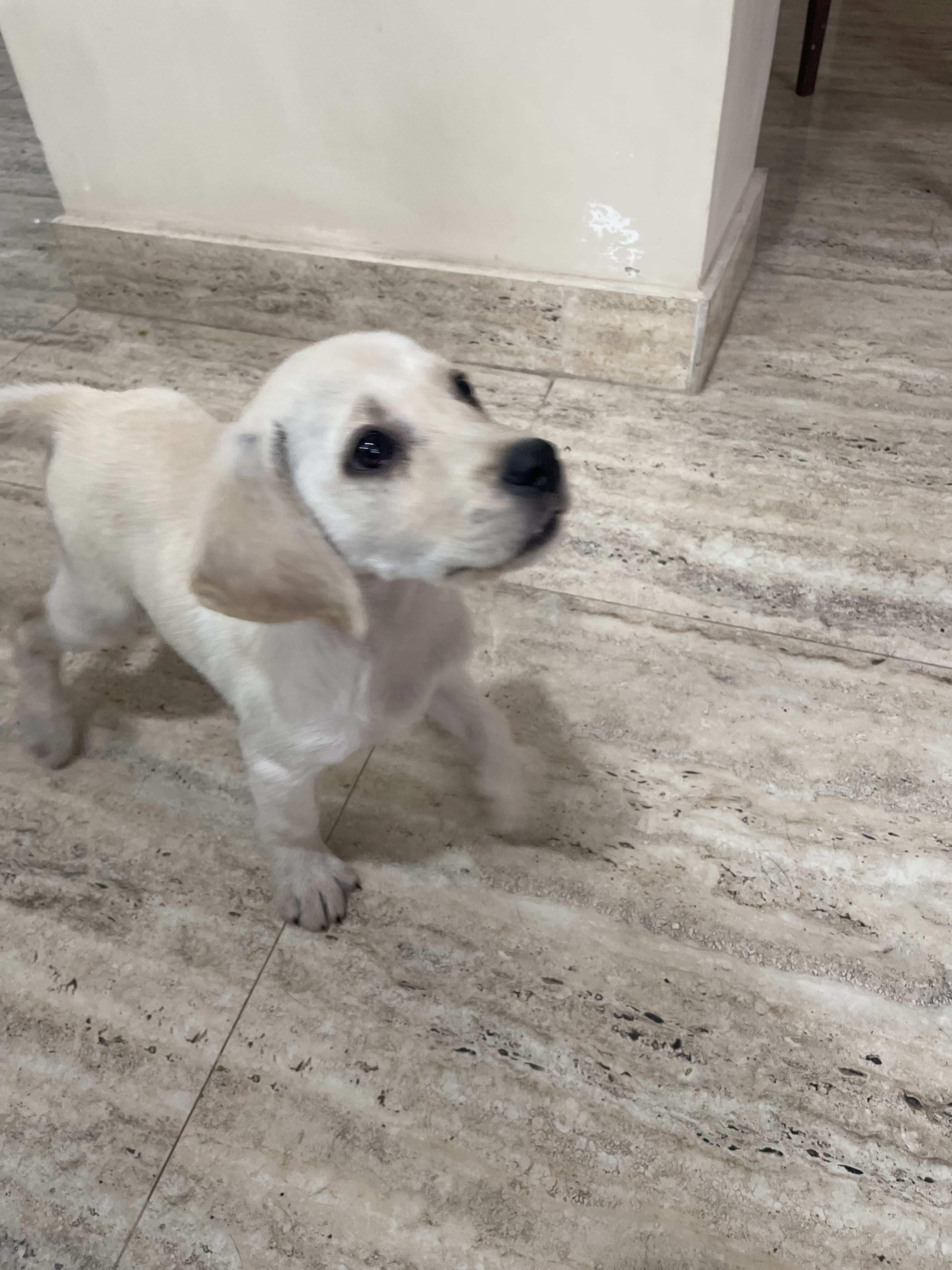 Pet image – gallery view