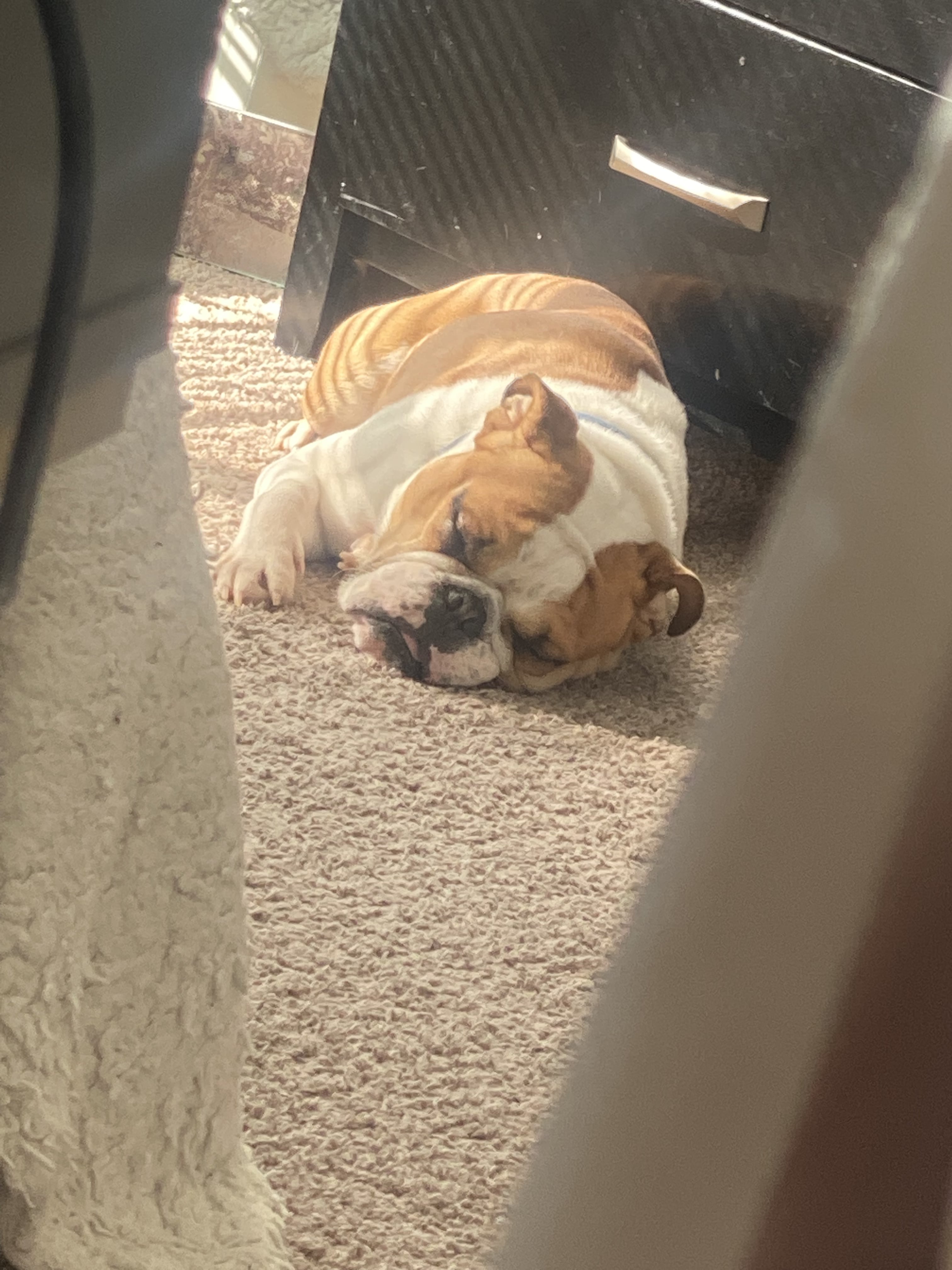 Pet image – gallery view