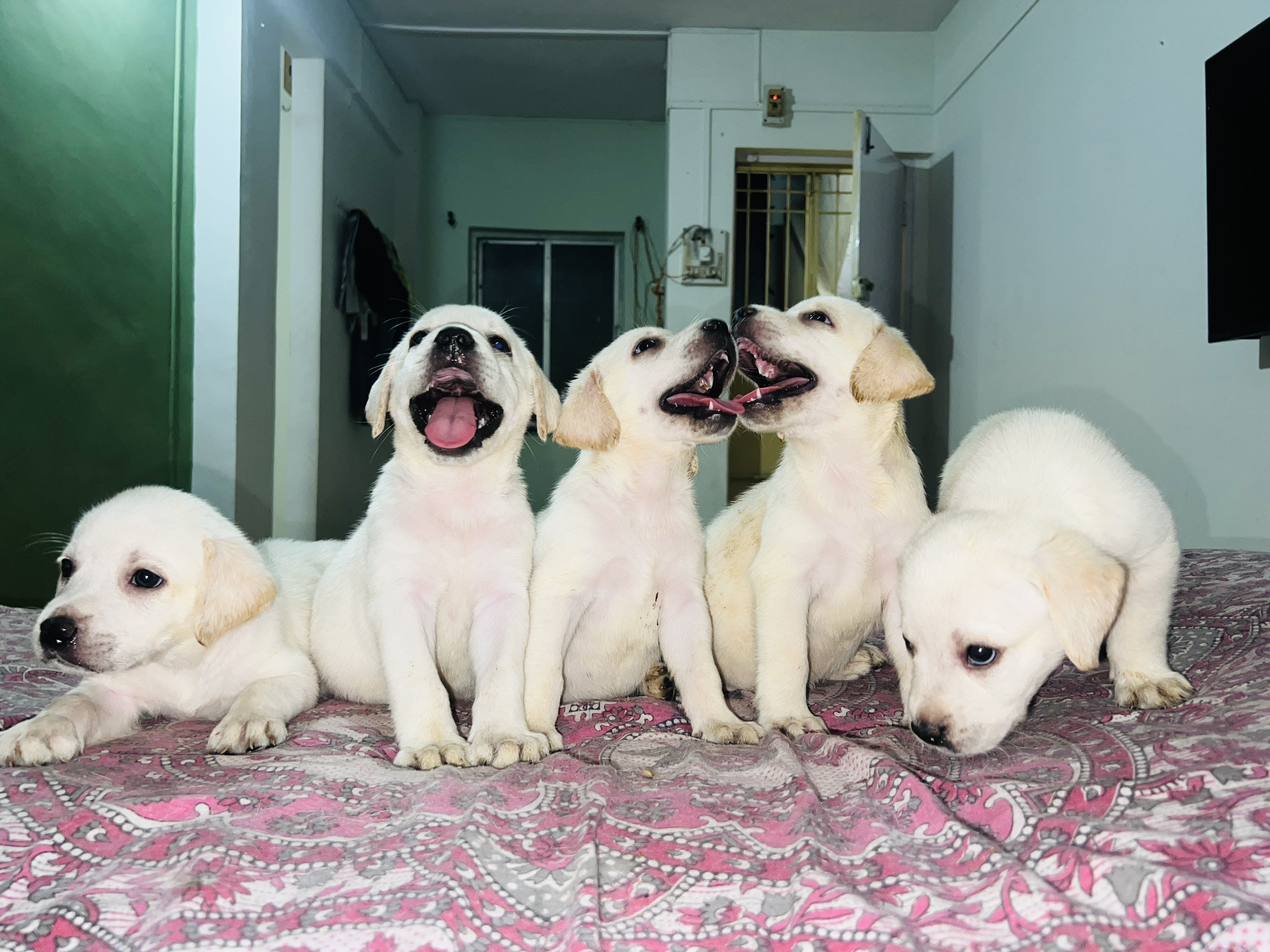 Pet image – gallery view