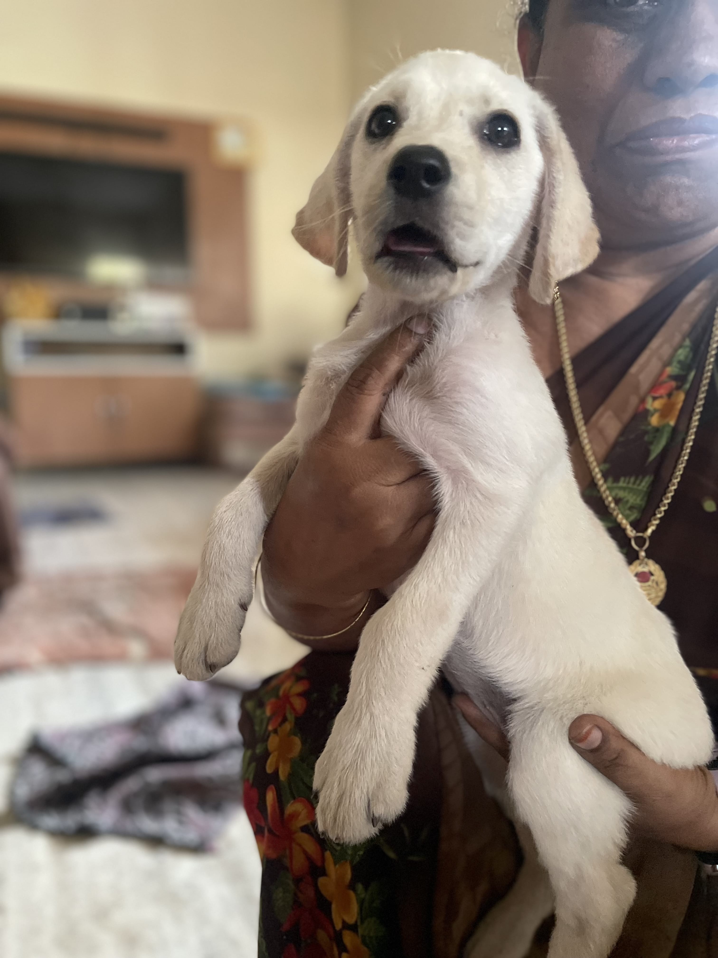 Pet image – gallery view