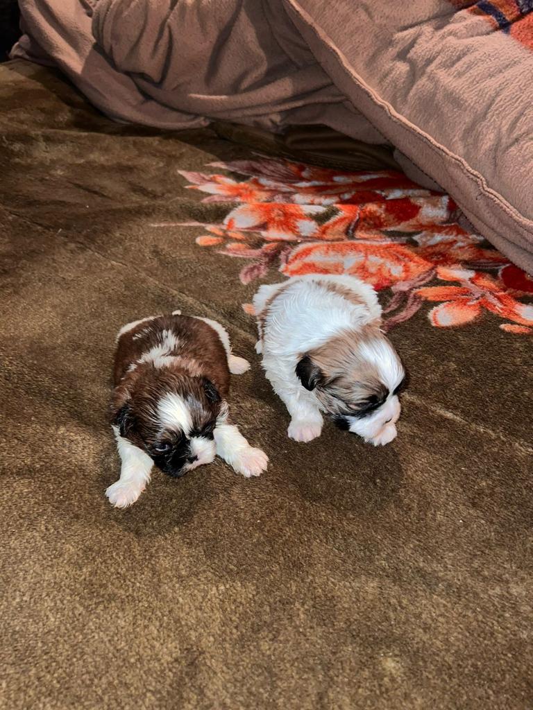 Pet image – gallery view