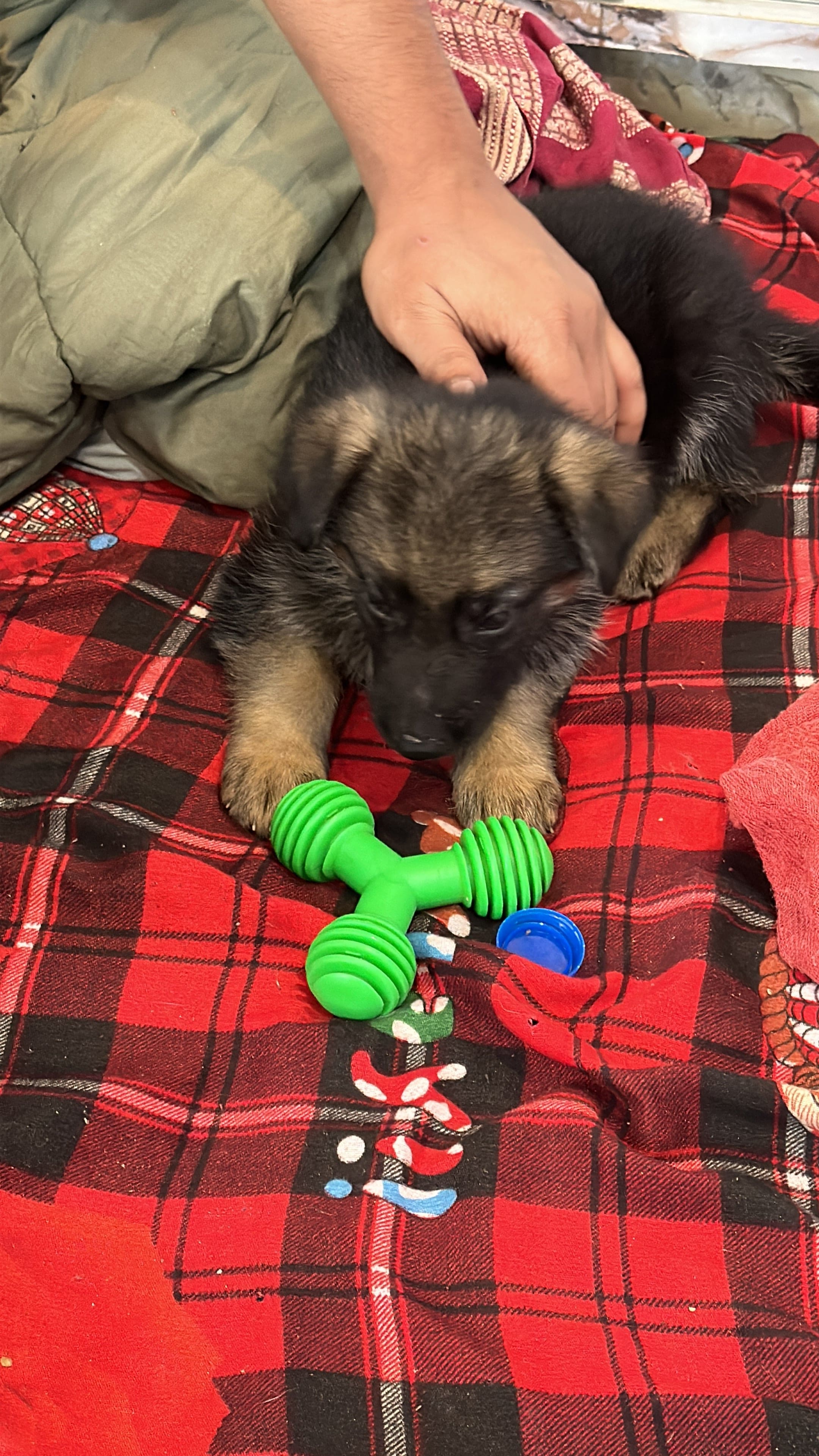 Pet image – gallery view