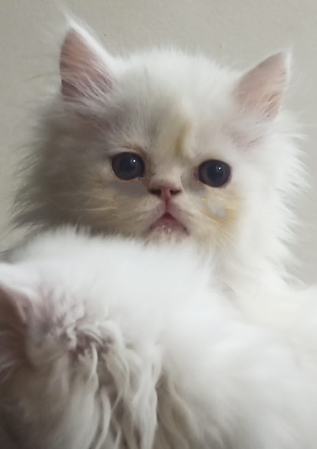 Pet image – gallery view