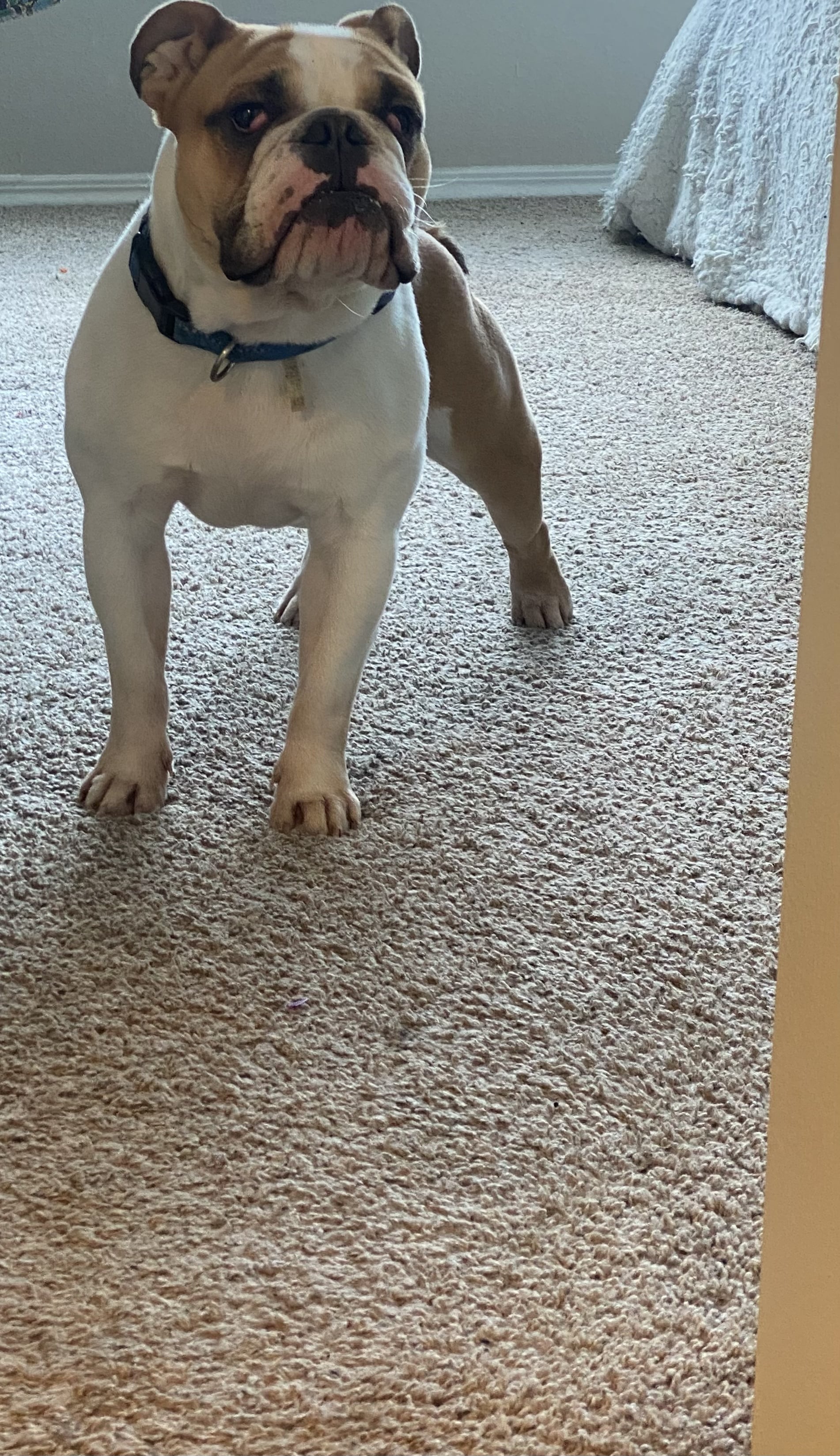 Pet image – gallery view