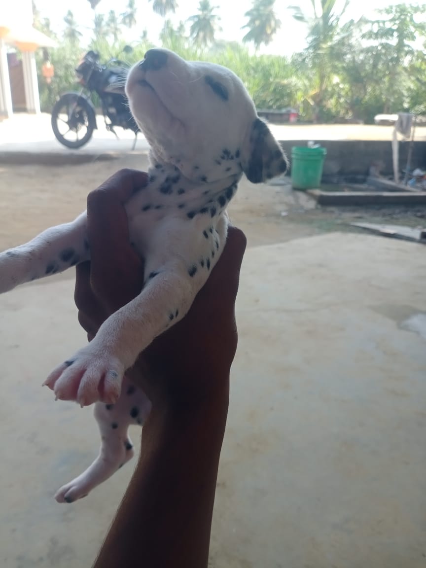 Pet image – gallery view