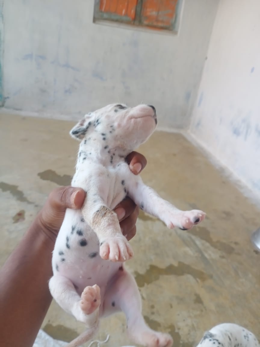 Pet image – gallery view