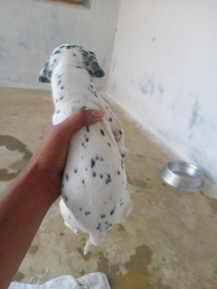 Pet image – gallery view