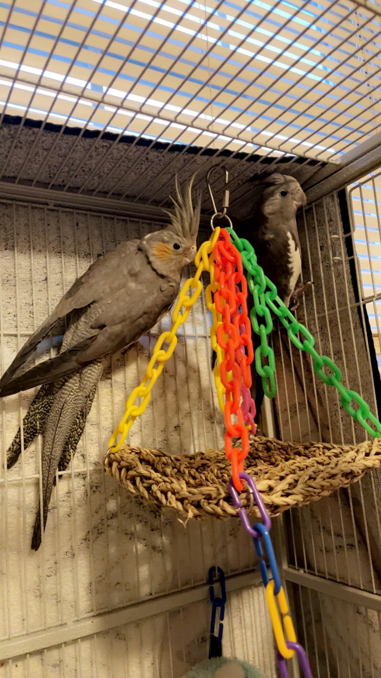 Pet image – gallery view