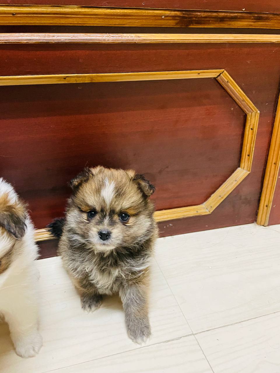 Pet image – gallery view