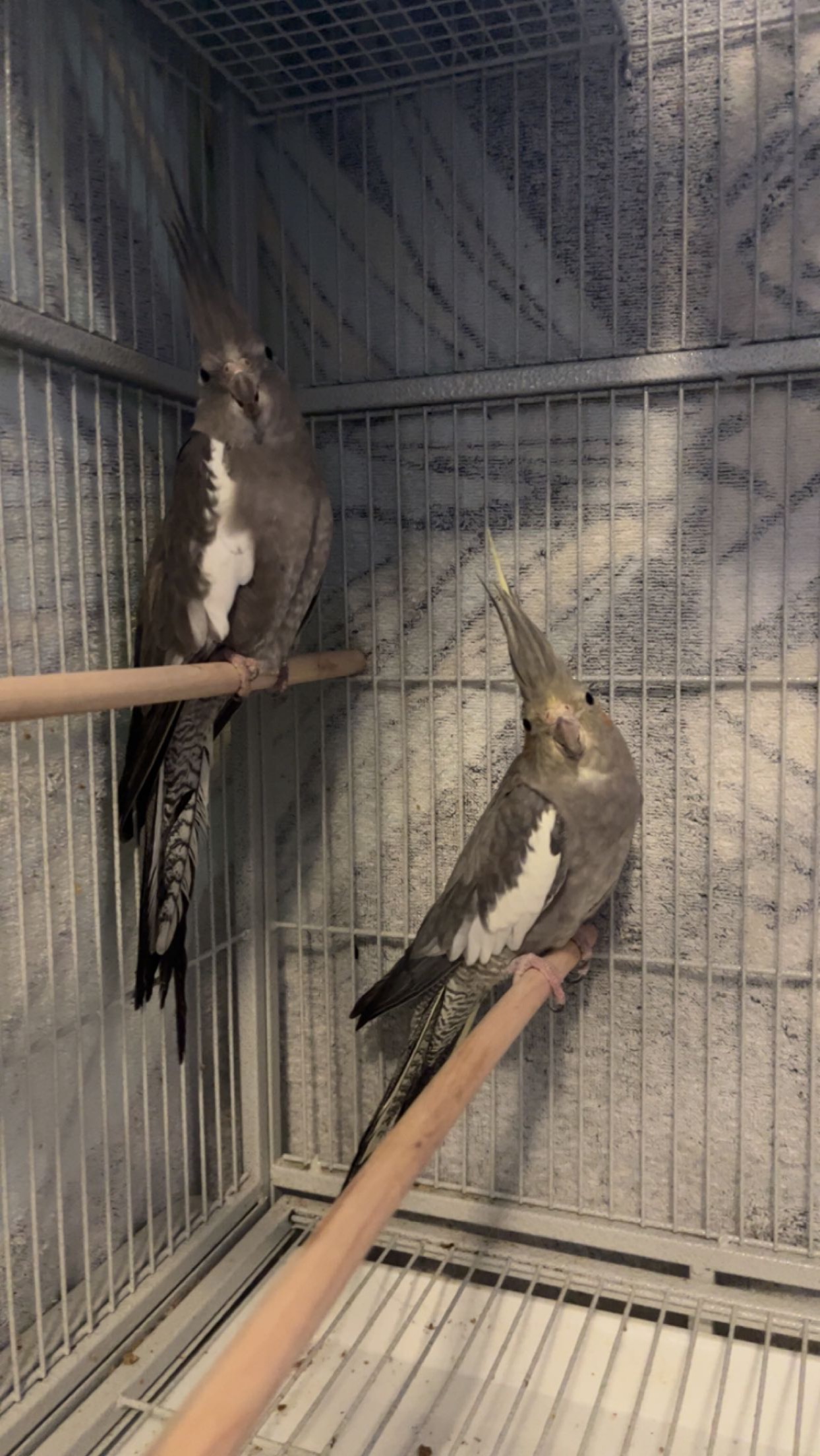 Pet image – gallery view