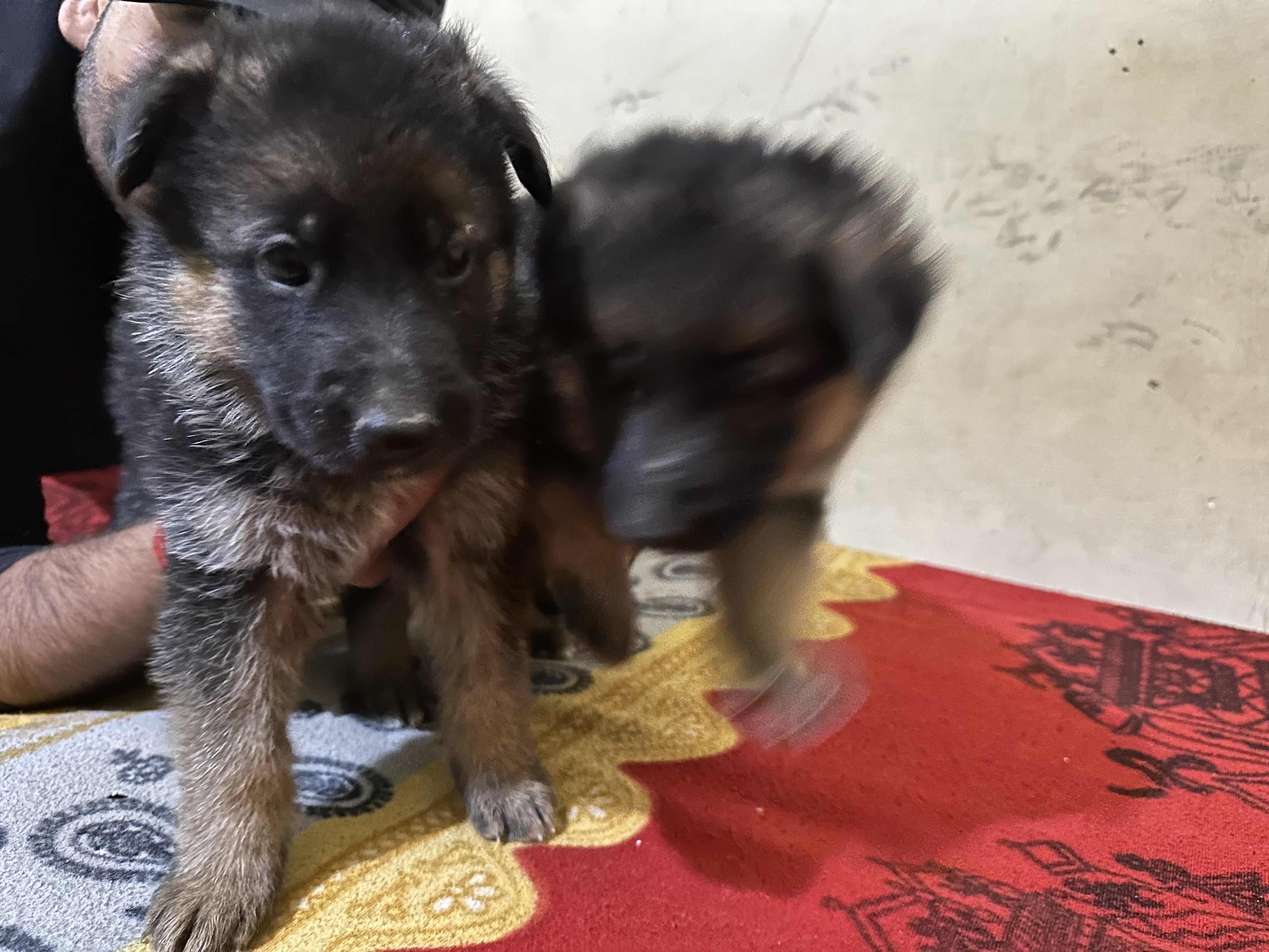 Pet image – gallery view