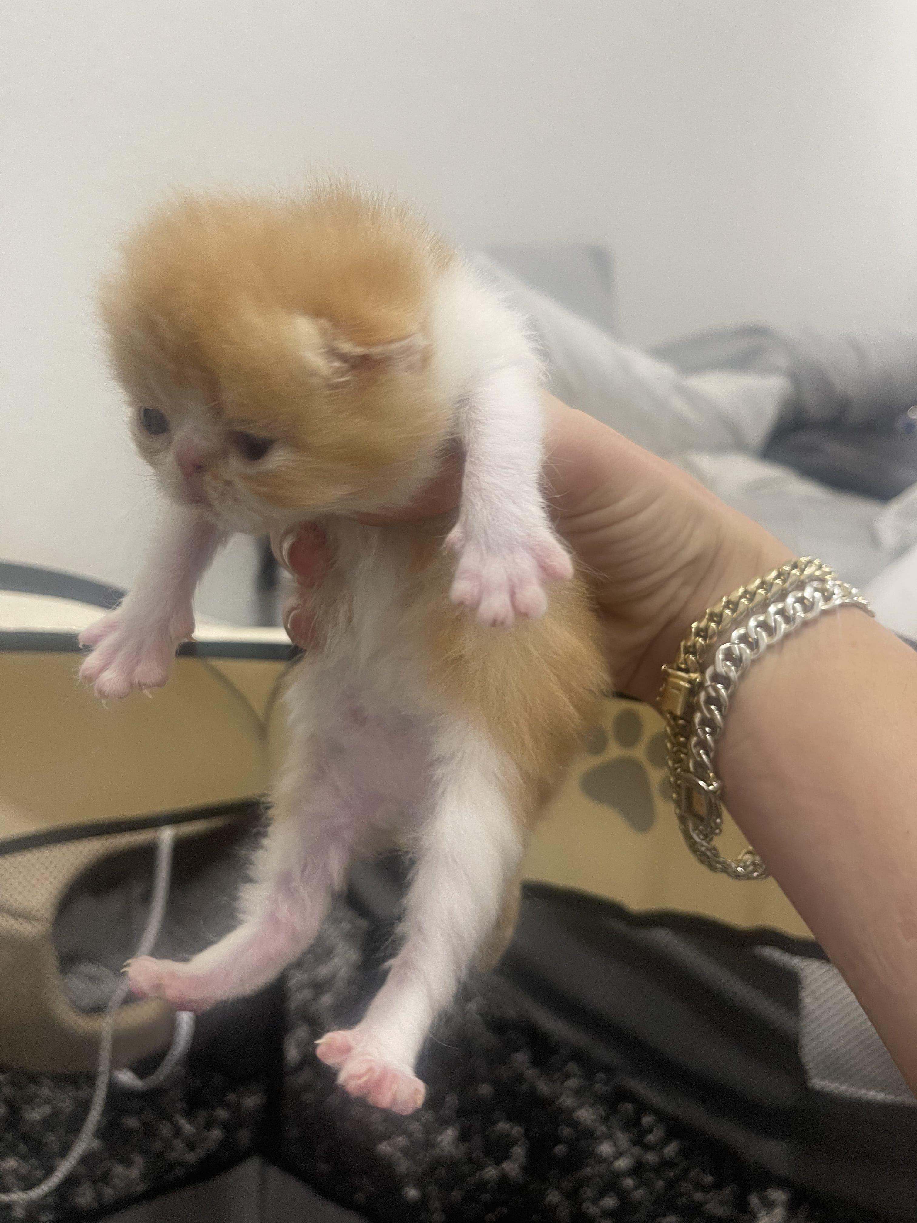 Pet image – gallery view